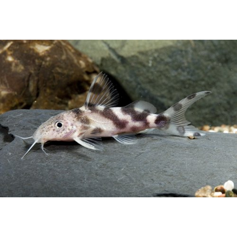 Synodontis Decorus 5-6cm